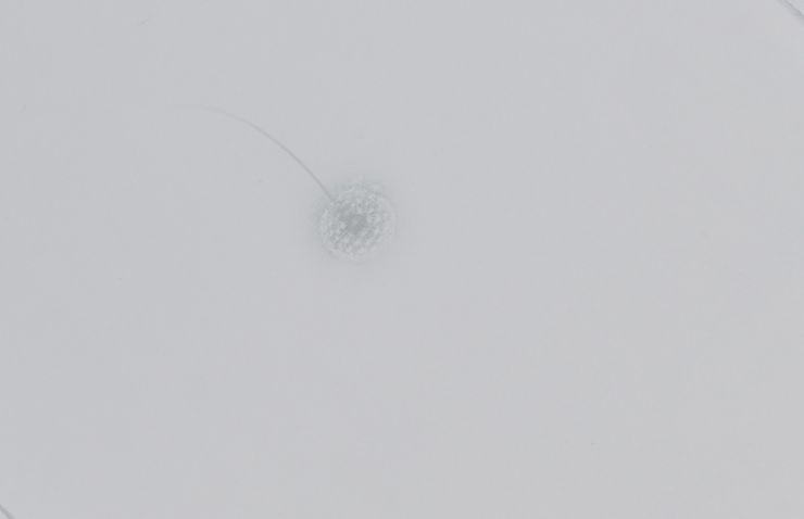 sugimotonanae_A_Study_of_Light.jpg